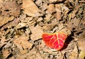 Red leaf on foliage