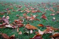 Red leaf foliage on green grass as autumn or fall season Royalty Free Stock Photo