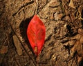 Red Leaf on Forest Floor