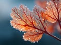 Red Leaf with Frost Close-up Royalty Free Stock Photo