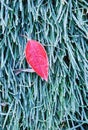 Red leaf on frozen green grass Royalty Free Stock Photo