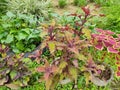 Red leaf garden crotons in the garden Royalty Free Stock Photo