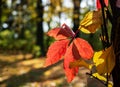 Red leaf girl grapes on a sunny day in the background of the park. Selective focus. Royalty Free Stock Photo