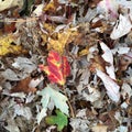 Red leaf Royalty Free Stock Photo
