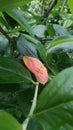 a red leaf on the green branches the first yellow leaf, the change of seasons Royalty Free Stock Photo