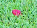 Red leaf and green grass Royalty Free Stock Photo