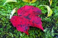 Red leaf green moss Royalty Free Stock Photo