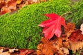 Red leaf green moss Royalty Free Stock Photo