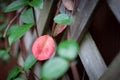 Red leaf with a green plant outside Royalty Free Stock Photo