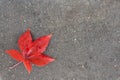 Red leaf on the ground Royalty Free Stock Photo