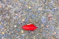 Red Leaf on Ground