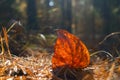 Red Leaf On The Ground, Sunbeams, Autumn Pine Forest, Fall Foliage. Forest Fire, Insurance Concept.