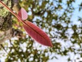 Red leaf grows on the lower trunk of tree