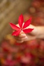 Red leaf in hand