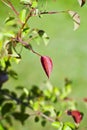 red leaf hanging on a branch on which depend only green leaves