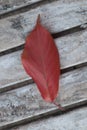 A red leaf has fallen from a tree on a wooden bench. Royalty Free Stock Photo