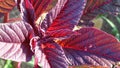 Red leaf of a herbal plant in the ray of the sun. Close-up, background picture. Royalty Free Stock Photo