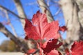 Red leaf isolated with blue sky and trees in the background Royalty Free Stock Photo