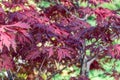 Red leaf of japanese fan maple in autumn garden. Royalty Free Stock Photo