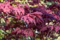 Red leaf of japanese fan maple in autumn garden. Royalty Free Stock Photo