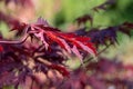 Red leaf of japanese fan maple in autumn garden. Royalty Free Stock Photo