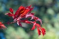 Red leaf of japanese fan maple in autumn garden. Royalty Free Stock Photo