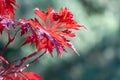 Red leaf of japanese fan maple in autumn garden. Royalty Free Stock Photo