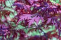 Red leaf of japanese fan maple in autumn garden. Royalty Free Stock Photo