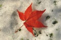 Red Leaf of Japanese Maple on Lawn with Snow