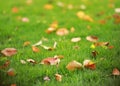 Red leaf leaves maple on green grass lawn in summer spring autumn fall winter park garden at sunny day Royalty Free Stock Photo