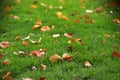 Red leaf leaves maple on green grass lawn in summer spring autumn fall winter park garden at sunny day