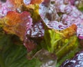 Red Leaf Lettuce Royalty Free Stock Photo