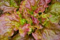 Red leaf lettuce Royalty Free Stock Photo