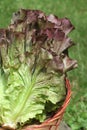 Red Leaf Lettuce Royalty Free Stock Photo