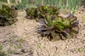 Red leaf lettuce on garden bed in vegetable field in Bulgaria. Lactuca sativa leaves, closeup. Leaf Lettuce plantation. Royalty Free Stock Photo