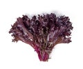 Red leaf lettuce isolated on white background Royalty Free Stock Photo