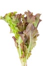 Red leaf Lettuce Royalty Free Stock Photo