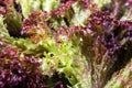 Red and green leaf lettuce, lollo rosso salad, food background