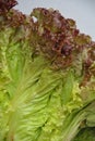 Red Leaf Lettuce Royalty Free Stock Photo