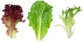 Red leaf lettuce, romaine and endive leaf Royalty Free Stock Photo