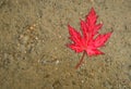 Red leaf lies on the wet road. Royalty Free Stock Photo