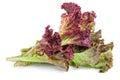 Red leaf lolo rosso lettuce