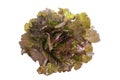 Red leaf lolo rosso lettuce isolated on the white background Royalty Free Stock Photo