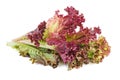 Red leaf lolo rosso lettuce