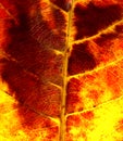 Red leaf macro,Red leaf macro texture background. Royalty Free Stock Photo