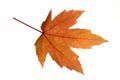 Red Leaf Maple Royalty Free Stock Photo