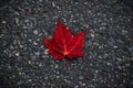 Red leaf Royalty Free Stock Photo