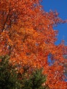 Red leaf Maple tree in colorful FingerLakes NYS fall foliage season Royalty Free Stock Photo