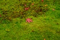 Red leaf of maple tree fallen above fresh little green leaves of moss on the stone, closeup and selective focus image Royalty Free Stock Photo