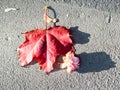 Red leaf of maple tree and wilted pink rose flower